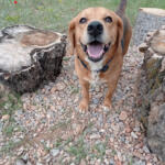Hotel Guardería para perros Pisadas Caninas Teruel en Teruel