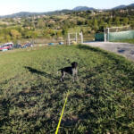 Hotel Guardería para perros Quincocan en Vizcaya