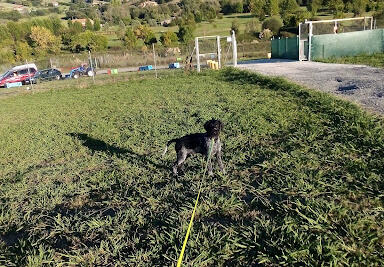 Hotel Guardería para perros Quincocan en Vizcaya