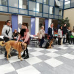 Hotel Guardería para perros RESIDENCIA CANINA CADIZ (Adiestramiento Canino El Almendral)(incineración de mascotas animales Cádiz) en Cádiz