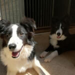 Hotel Guardería para perros RESIDENCIA CANINA Y FELINA ALAIOR. BOARDING KENNELS & CATTERY ALAIOR. ESCUELA DE ADIESTRAMIENTO CANINO . DOG TRAINING SCHOOL en Islas Baleares