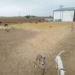 Hotel Guardería para perros RUBÉN MOYA - Educador. DOGGY CENTRO Y HOTEL CANINO. Adiestramiento Albacete en Albacete