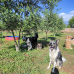 Hotel Guardería para perros Residencia Can Pluto en Tarragona