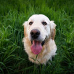 Hotel Guardería para perros Residencia Canina Devesa Gardens Valencia en Valencia