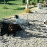 Hotel Guardería para perros Residencia Canina Happy Dogs en Zaragoza