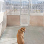 Hotel Guardería para perros Residencia Canina LA NAHORA en Valencia