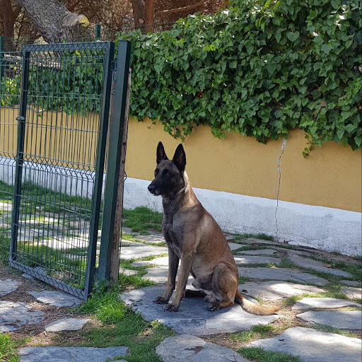 Residencia Canina Malilupus (Madrid)