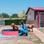 Hotel Guardería para perros Residencia Canina Nanclares en Álava