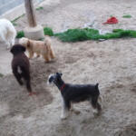 Hotel Guardería para perros Residencia Canina Naroa en Huesca