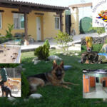 Hotel Guardería para perros Residencia Canina Pura Vida en Madrid
