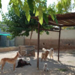 Hotel Guardería para perros Residencia Canina Sagunto en Valencia