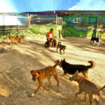 Hotel Guardería para perros Residencia Canina Somos Muy Perros en Murcia
