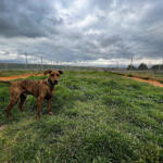 Hotel Guardería para perros Residencia Canina Soria en Soria