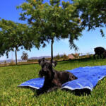 Hotel Guardería para perros Residencia Canina de Pichera en Valencia