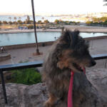 Hotel Guardería para perros Residència Canina i Felina "Von Falkenau" en Islas Baleares