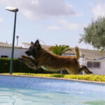 Hotel Guardería para perros Residencia Canina y Adiestramiento Can Brutus en Tarragona