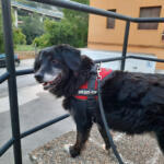 Hotel Guardería para perros Residencia Canina y Felina Brañavalera en Asturias