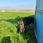 Hotel Guardería para perros Residencia Los Perales en Cádiz