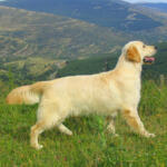 Hotel Guardería para perros Residencia canina Soria "Paraje Salvador" en Soria