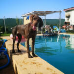 Hotel Guardería para perros Residencia canina Valencia CENCAVAL. en Valencia