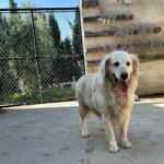 Hotel Guardería para perros Residencia mascotas Alaguau en Zaragoza