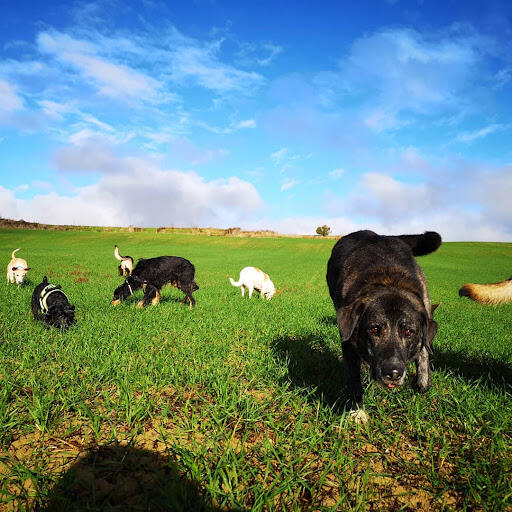 Residencia y Centro Canino Damelapatita.com (Navarra)
