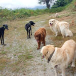 Hotel Guardería para perros Resort canino Pikuko en Navarra