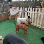 Hotel Guardería para perros Sa Caseta Guardería Canina - Sin jaulas en Islas Baleares