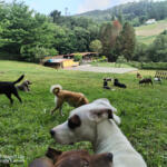 Hotel Guardería para perros Servicio Canino Bizkaia en Vizcaya