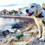 Hotel Guardería para perros Son Batlet en Islas Baleares