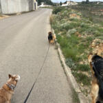 Hotel Guardería para perros ThomTails en Valencia