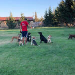 Hotel Guardería para perros Thorcanes en Huelva
