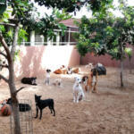 Hotel Guardería para perros Tu centro canino Damián Machado en Santa Cruz de Tenerife