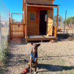 Hotel Guardería para perros Tumburú en Tarragona