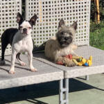Hotel Guardería para perros Txinbito