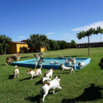 Hotel Guardería para perros VilaDesCans Residència Canina - Criadores de Jack Russell Terrier - Girona en Girona