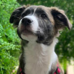 Hotel Guardería para perros VilaPet en Barcelona