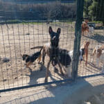 Hotel Guardería para perros Virginia Millares en Navarra