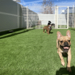 Hotel Guardería para perros Vive Pets (San Sebastián de los Reyes) Hotel 24h