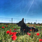 Hotel Guardería para perros WORKAN en Huesca
