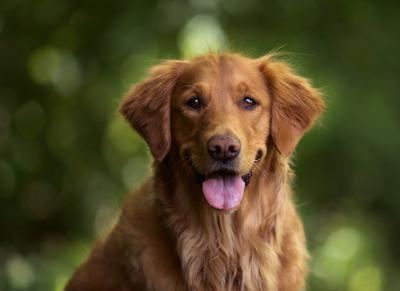 Perro feliz