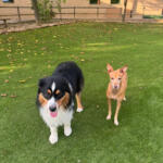 Hotel Guardería para perros doggos hotel & daycare en Barcelona
