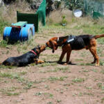 Hotel Guardería para perros guarderia canina el jardin de tu mascota en Las Palmas
