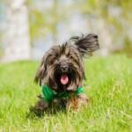 guarderia para perros