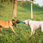 Perros jugando