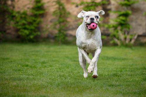 Hotel para perros Libercan