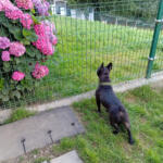 Hotel Guardería para perros hotel villa halcón TRAPAGARAN en Vizcaya