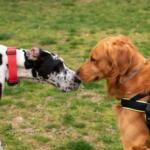 perros conociendose