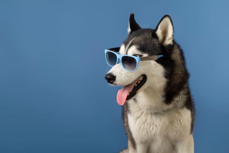 Perro con gafas de sol